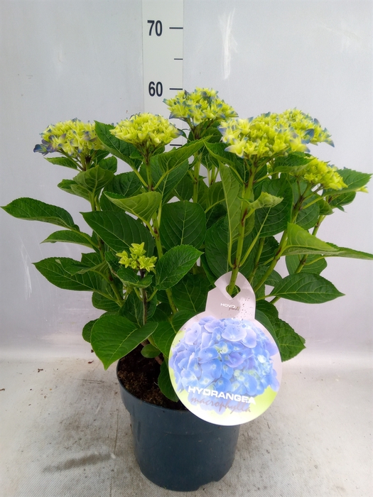 <h4>Hydrangea mac.   ...</h4>