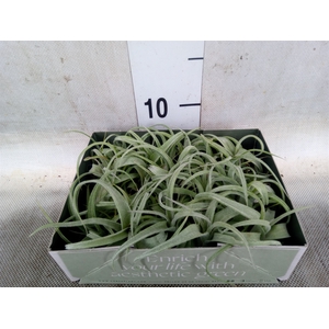 Tillandsia