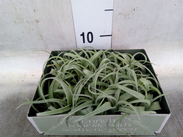 <h4>Tillandsia</h4>