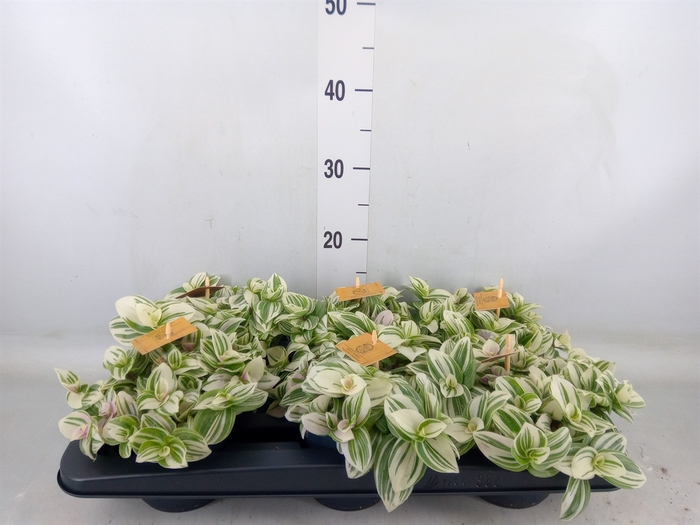 <h4>Tradescantia  'Brightness'</h4>
