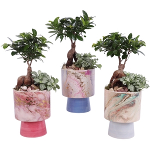 Yearround Arr. Indoor Ceramic Fresh Breeze FB676 Ø14cm 2PP
