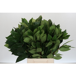 Viburnum