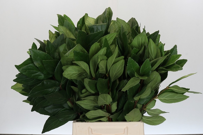 <h4>Viburnum</h4>