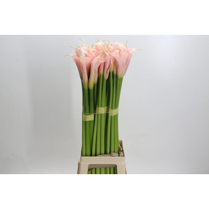 Zantedeschia Eydolls Salmon