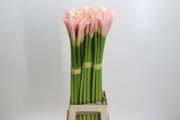 Zantedeschia Eydolls Salmon