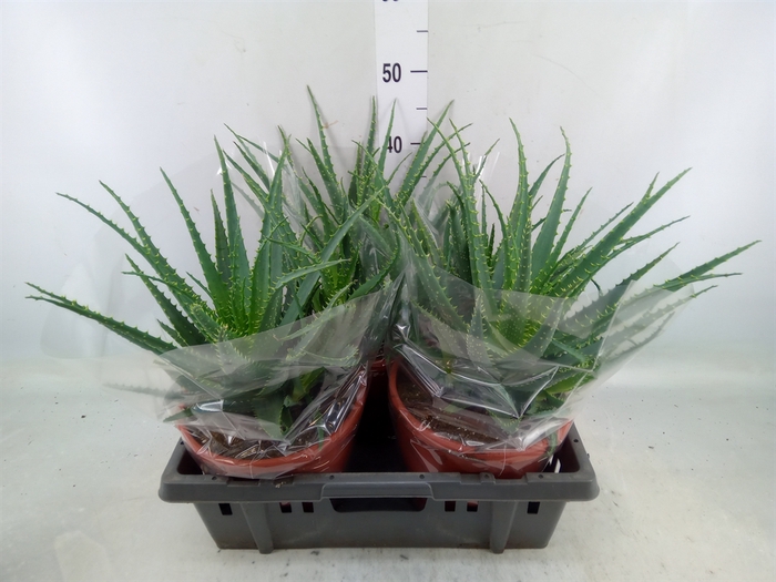 <h4>Aloe arborescens</h4>