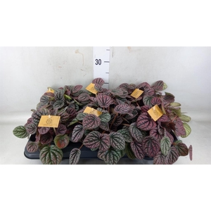 Peperomia
