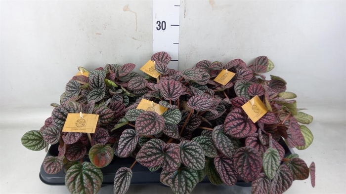 <h4>Peperomia</h4>
