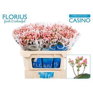 Hyp Coco Casino Pink