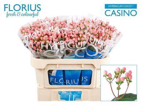 <h4>Hyp Coco Casino Pink</h4>