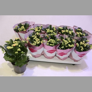 Kalanchoe Double Deluxe Pink