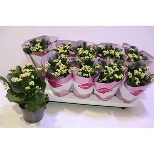 Kalanchoe Double Deluxe Pink