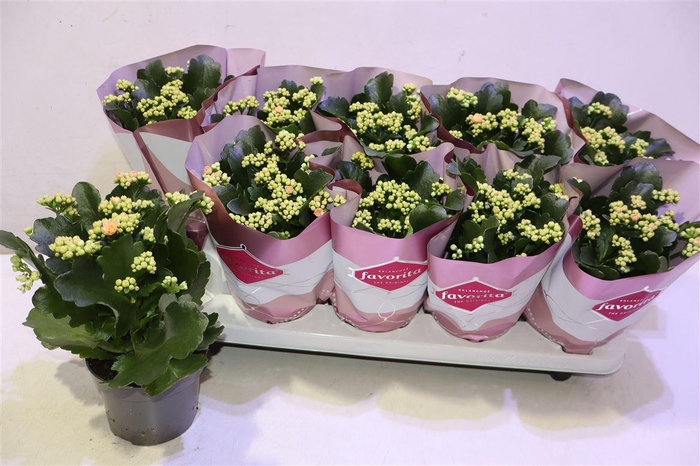 <h4>Kalanchoe Double Deluxe Pink</h4>