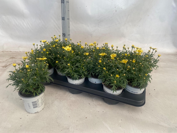 <h4>ARG LA RITA YELLOW</h4>