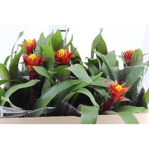 GUZMANIA CONIFERA P14