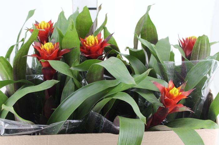 <h4>GUZMANIA CONIFERA P14</h4>