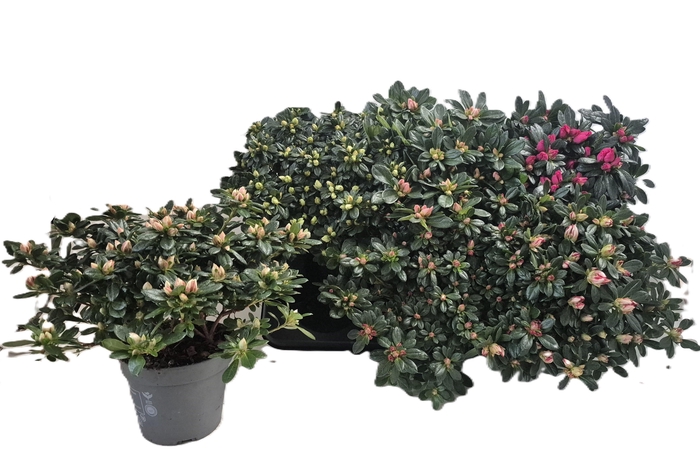 <h4>RHODO SI GEM</h4>