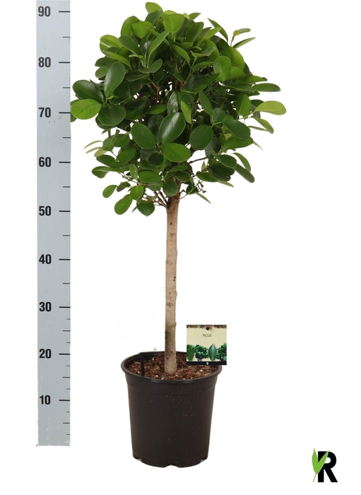 <h4>FIC MI MOCLAME</h4>