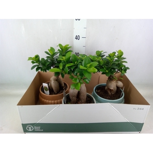 Ficus microcarpa 'Ginseng'
