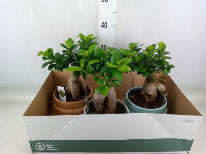 <h4>Ficus microcarpa 'Ginseng'</h4>