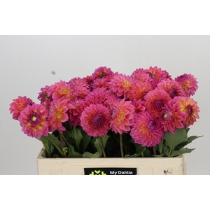 Dahlia Barbados