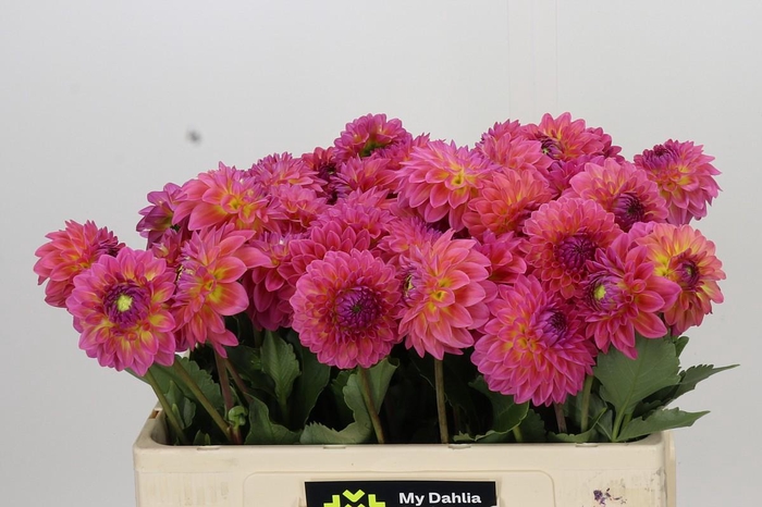 <h4>Dahlia Barbados</h4>