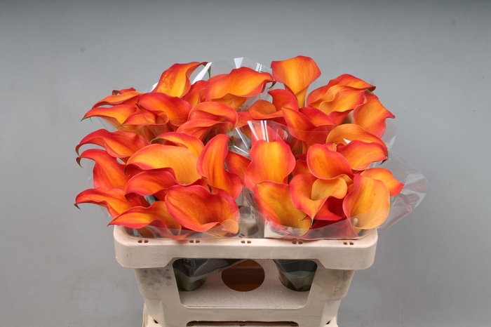 <h4>CALLA CALLISTA CALLISTA 50</h4>