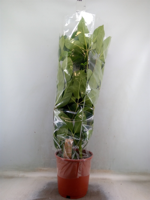 <h4>Schefflera actin. 'Amate'</h4>