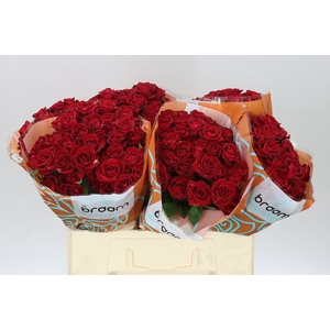 Rosa Tr Dominica
