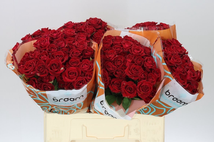 <h4>Rosa Tr Dominica</h4>