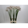 Allium Silverspring