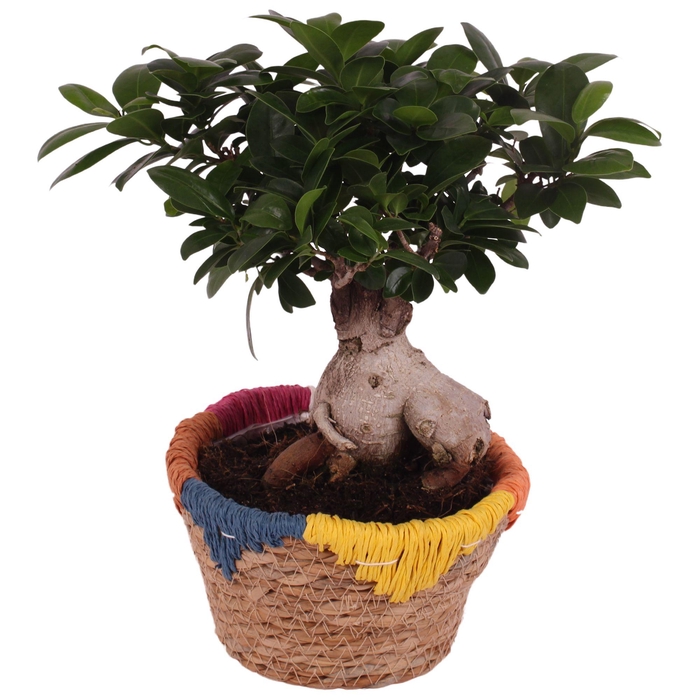 <h4>Ficus m. Ginseng Ball Shape Ø15cm in Ø17cm Rope Basket EV564</h4>
