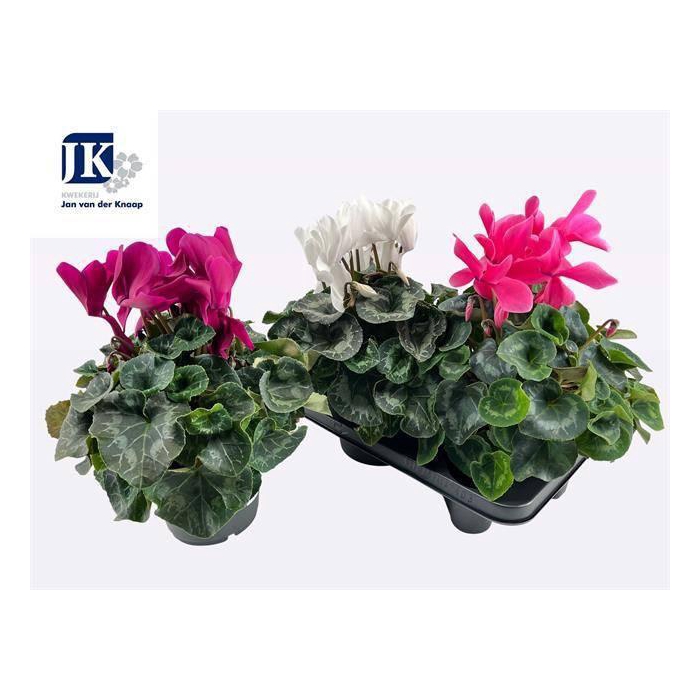 <h4>CYCL GR SUP MAMMOTH</h4>