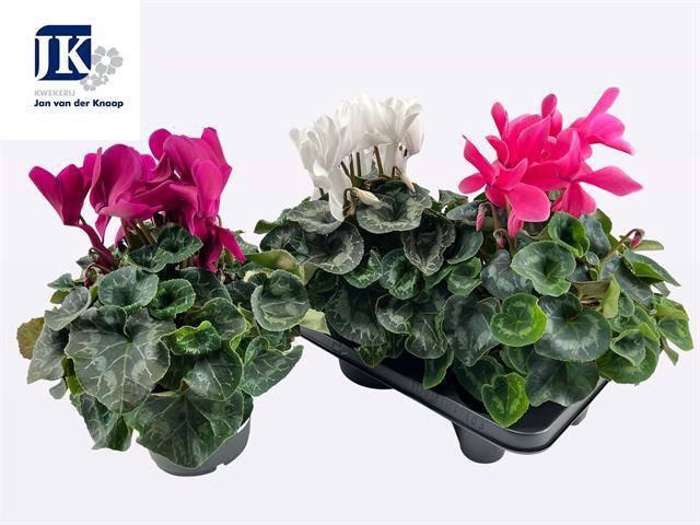 <h4>CYCL GR SUP MAMMOTH</h4>