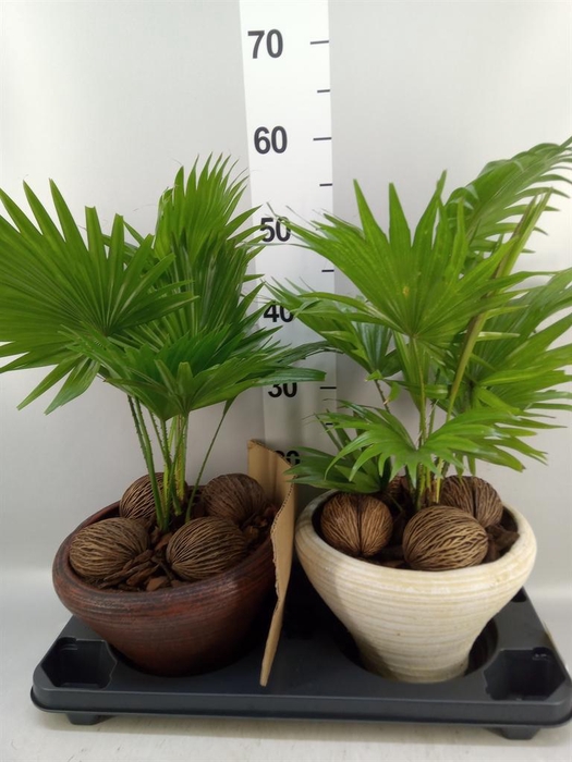 <h4>Livistona rotundifolia</h4>