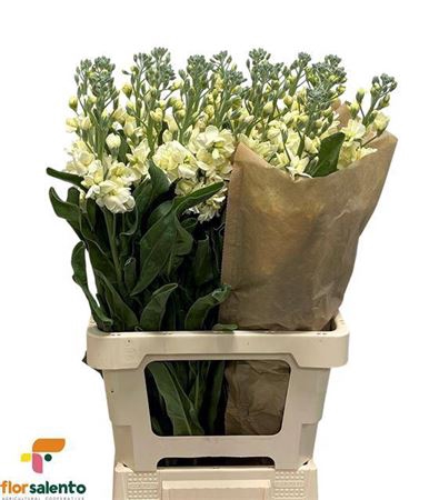 <h4>Matth Iron Yellow</h4>