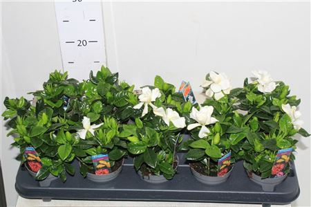 <h4>Gardenia Jasminoides 4-5+</h4>