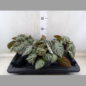 Begonia BD 'Silver Jewell'