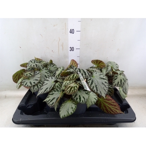 Begonia BD 'Silver Jewell'