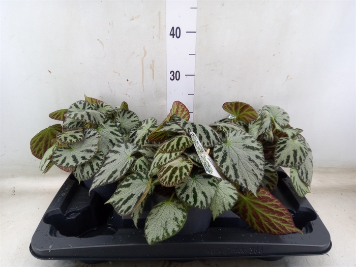 <h4>Begonia BD 'Silver Jewell'</h4>