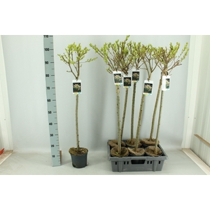 SALIX IN HAKURO NISH