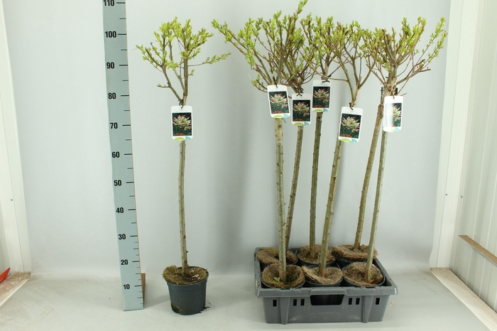 <h4>SALIX IN HAKURO NISH</h4>