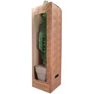 EUPHORBIA ERITREA POT Ø 25 - IN CARDBOARD BOX 25X25X H85 CM (SUCCULENTEN)