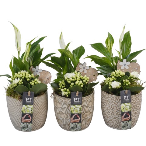 <h4>PTIB6423 Arrangementen kamerplanten</h4>