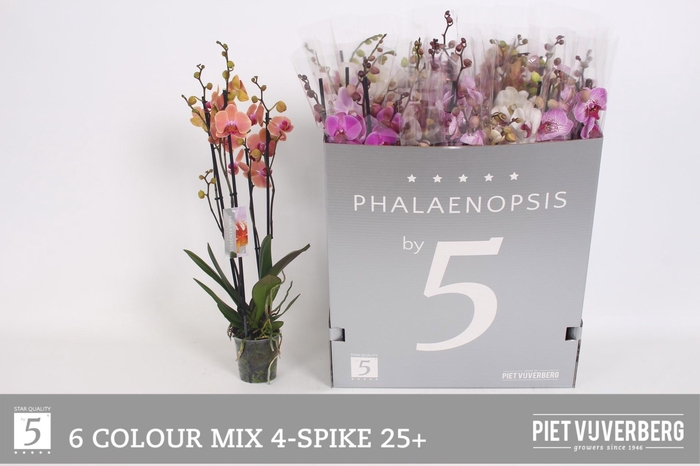 <h4>PHAL GEM 6 KL</h4>