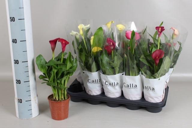 <h4>ZANT GEM 5 KL</h4>