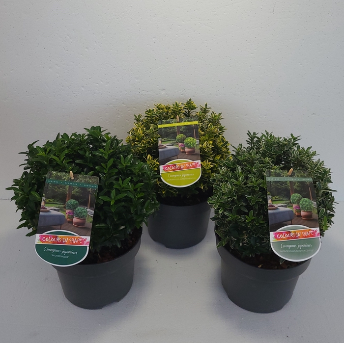 Euonymus jap. 'Green spire' Ball C5 (Colour in Shape)