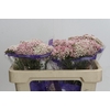 Ozothamnus Cooks Tall Pink