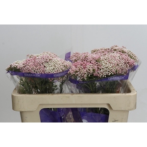 Ozothamnus Cooks Tall Pink