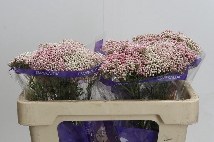 Ozothamnus Cooks Tall Pink
